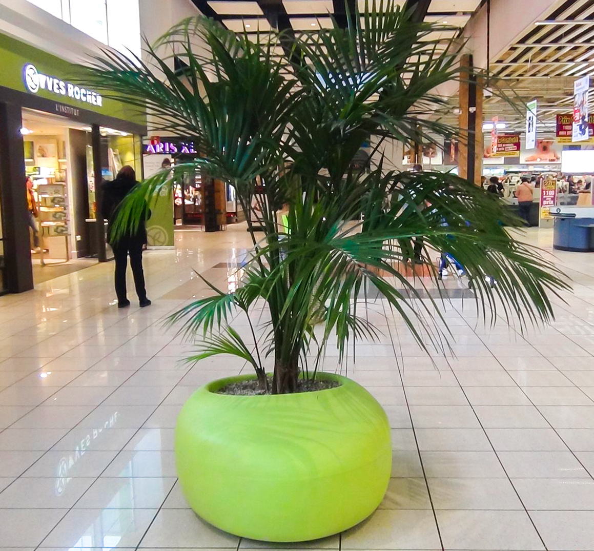 Mise en valeur d’une plante décorative (Palmier) dans un centre commercial à Liège ; effet décoratif et usuel.